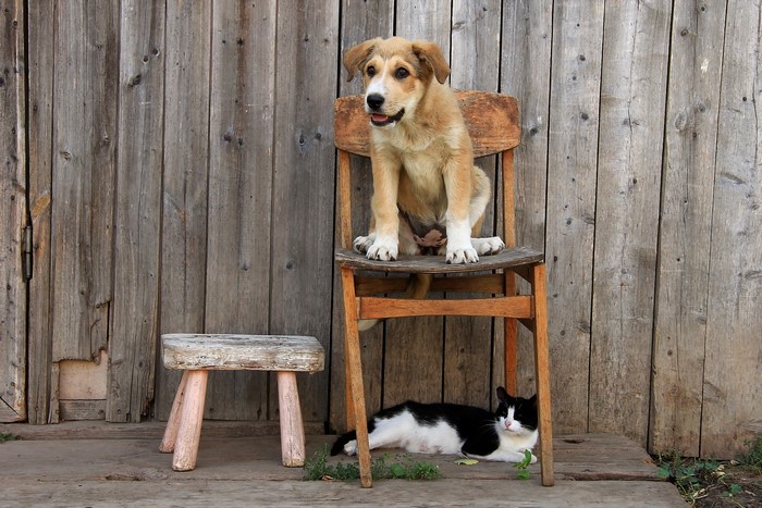 Puppy sitting on a chair with a cat below