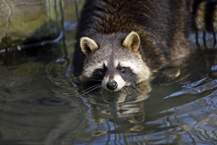 Raccoon in water