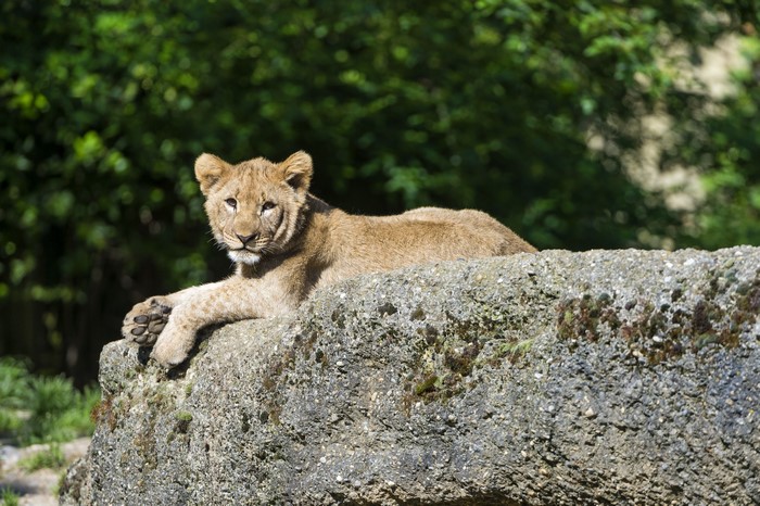 Lion cub resting on a rock