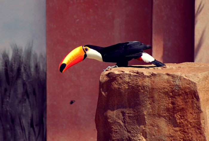 Toucan perched on a rock ledge