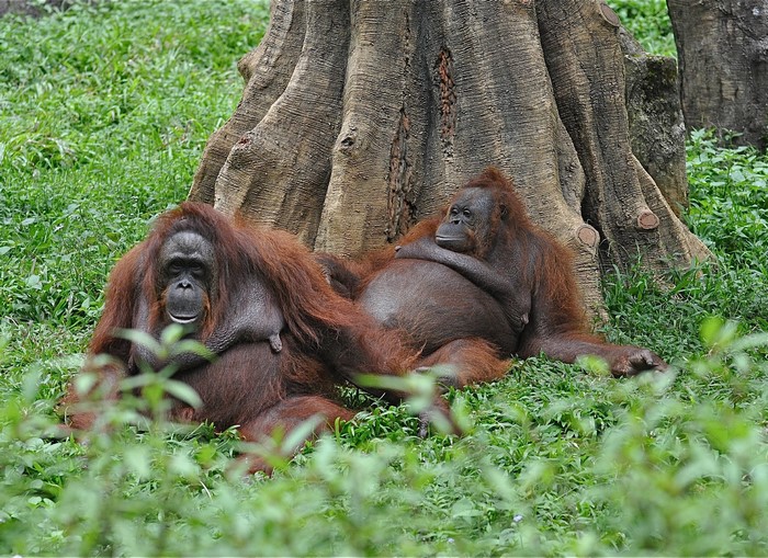 Two orangutans resting by a tree trunk