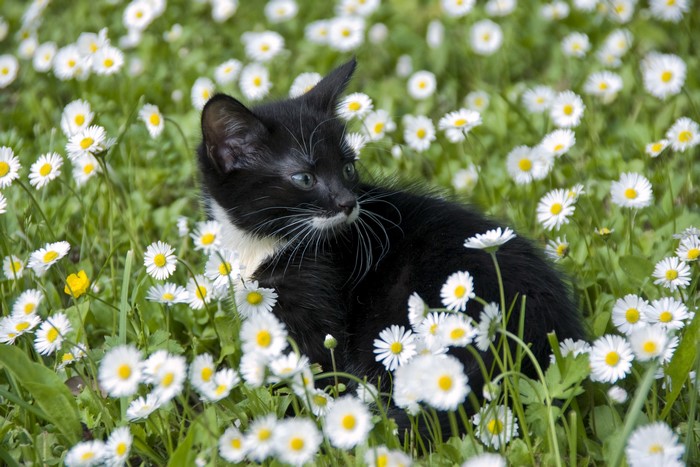 Black and white kitten in camomiles