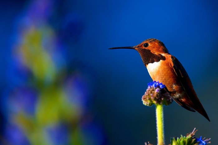 Hummingbird perched on a flower with blue background