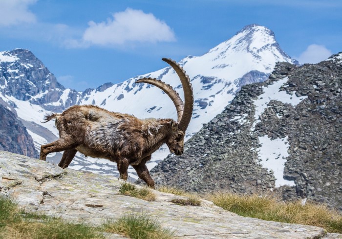 Alpine Ibex on a rocky mountain slope