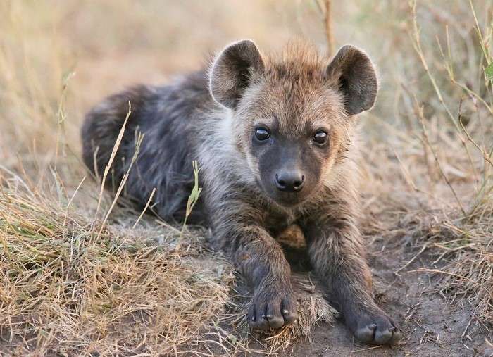 Hyena cub lying in dry grass
