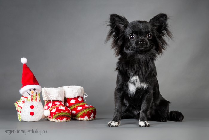 Black Russkiy Toy dog with Christmas decorations