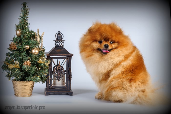 Pomeranian dog with Christmas tree and lantern