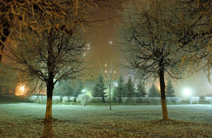 Winter night in Russia with frosted trees