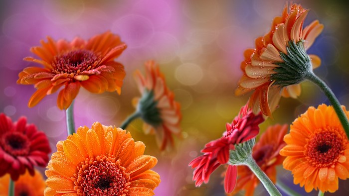 Orange and red gerbera daisies with water drops