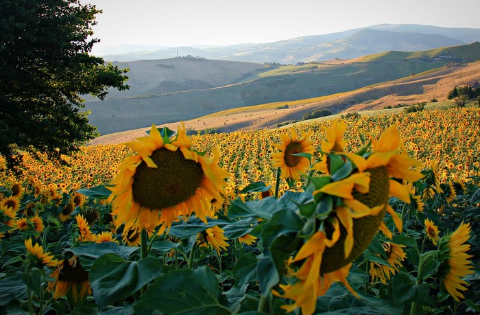 Field of sunflowers with rolling hills in the background