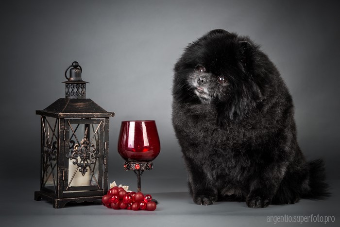 Black Spitz dog with lantern and wine glass