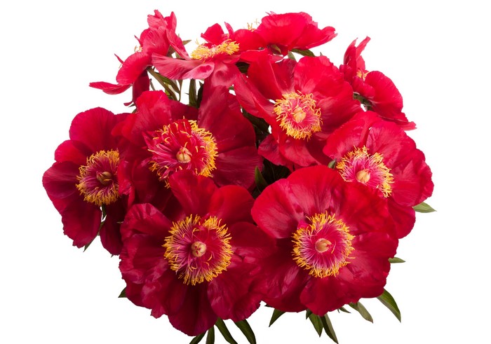 Bouquet of Red Peonies