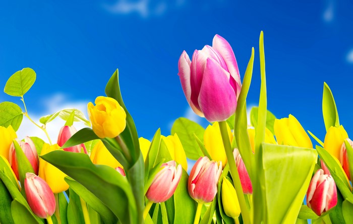 4K Tulips Closeup