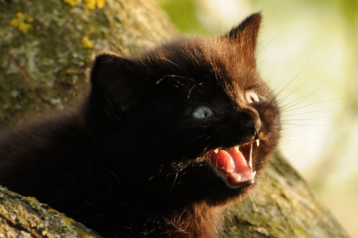 Black kitten with blue eyes hissing