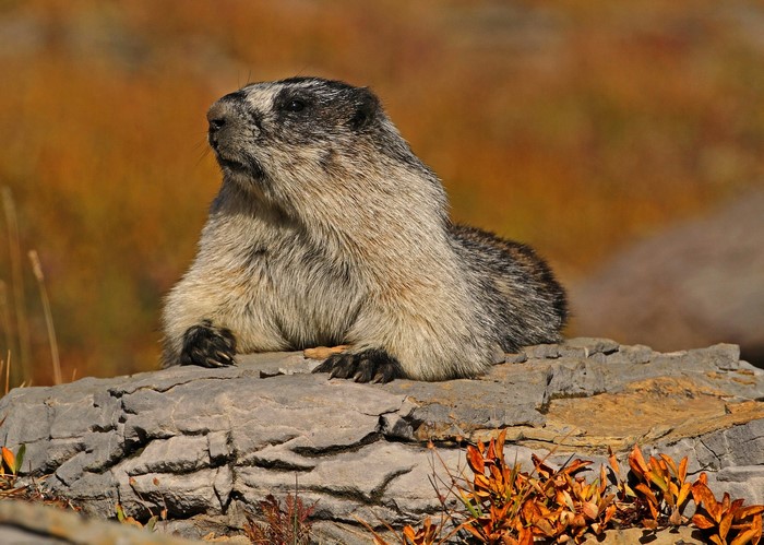 Marmot resting on a rock