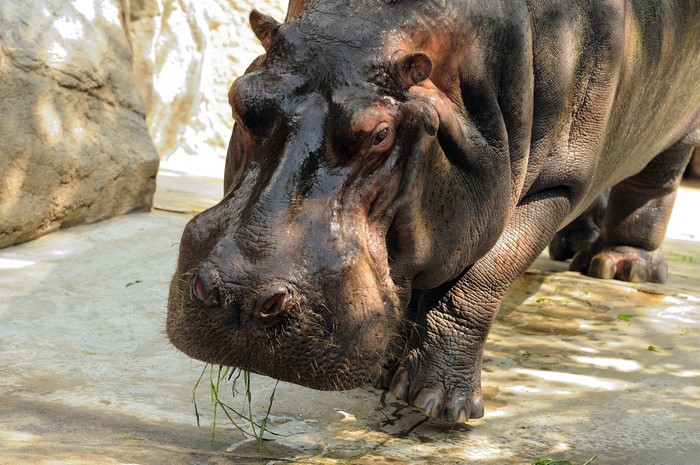 Hippopotamus eating grass in a zoo enclosure