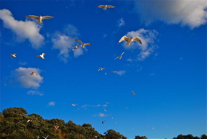 Seagulls flying in a blue sky with clouds