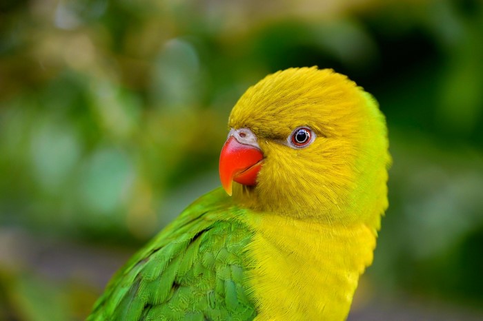Yellow and green parrot with red beak