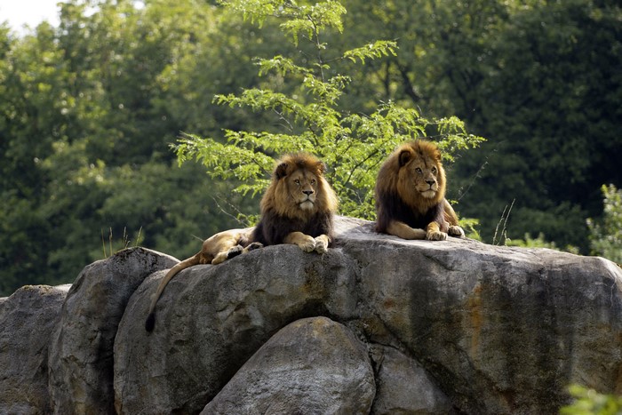 Two Lions on Rocks