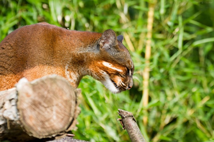 Temminck's Cat on a Log