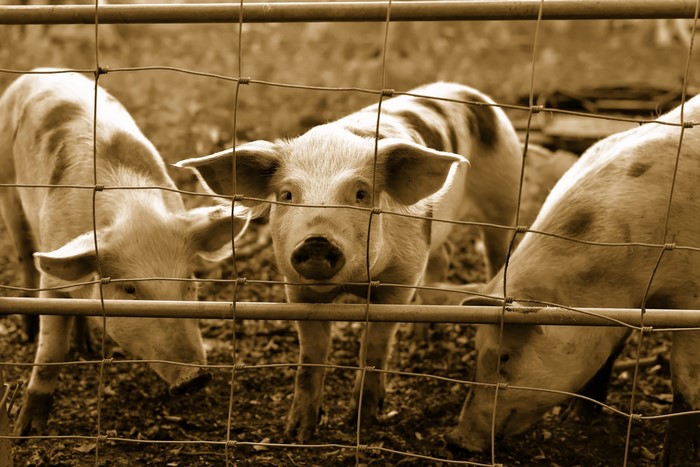 Three pigs behind a fence