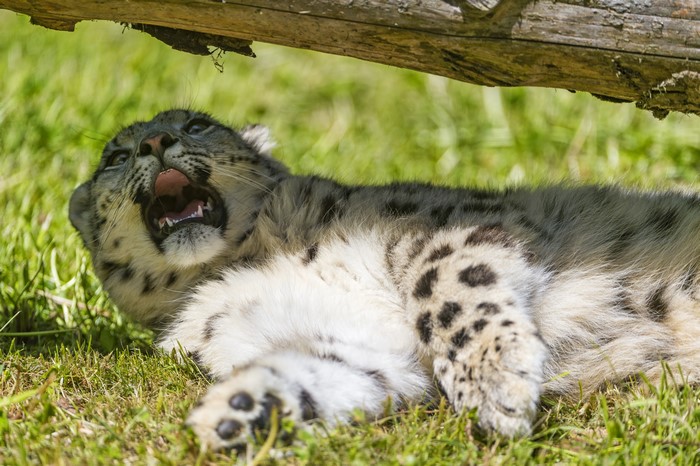 Snow leopard lying on grass under a log
