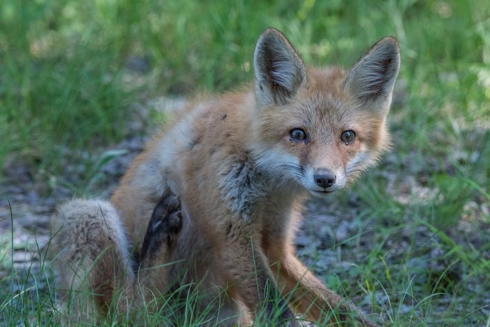 A young fox scratches itself in the grass