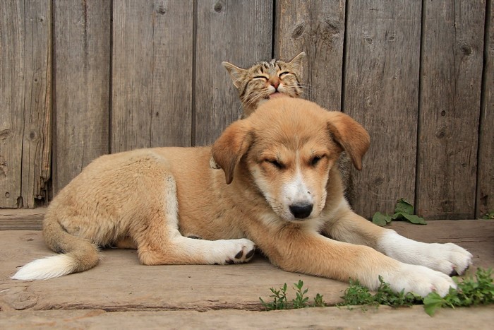 Puppy and kitten resting against a wooden fence