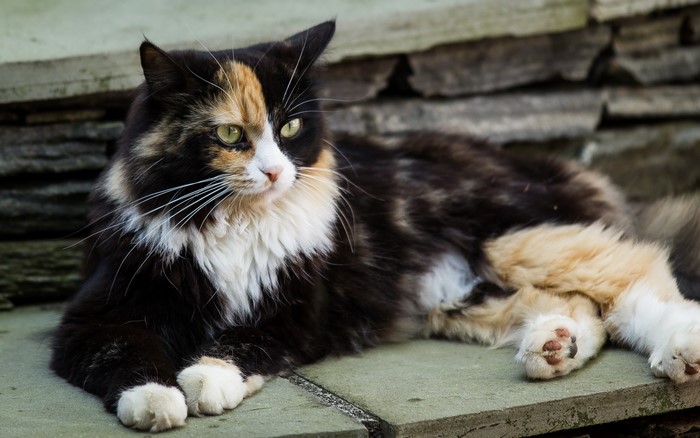 Calico cat lying on stone