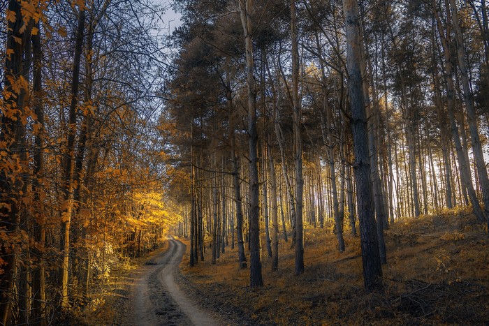 Autumn forest path with golden trees and tall pines