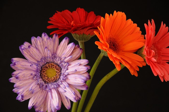 Gerberas flowers in various colors on a black background