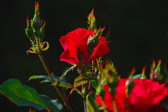 Red roses and buds on a dark background