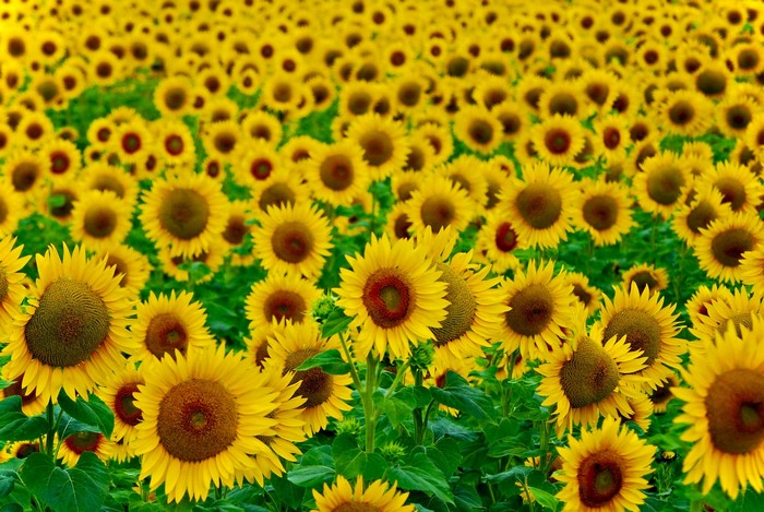 A field of sunflowers in bloom