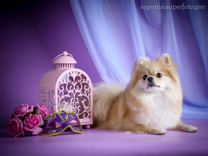 Pomeranian dog with mask and roses