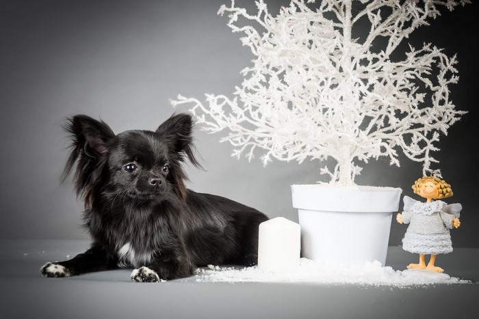 Long-haired Chihuahua with Christmas decorations