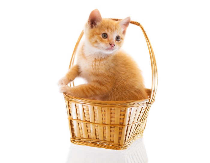 Ginger kitten in a wicker basket