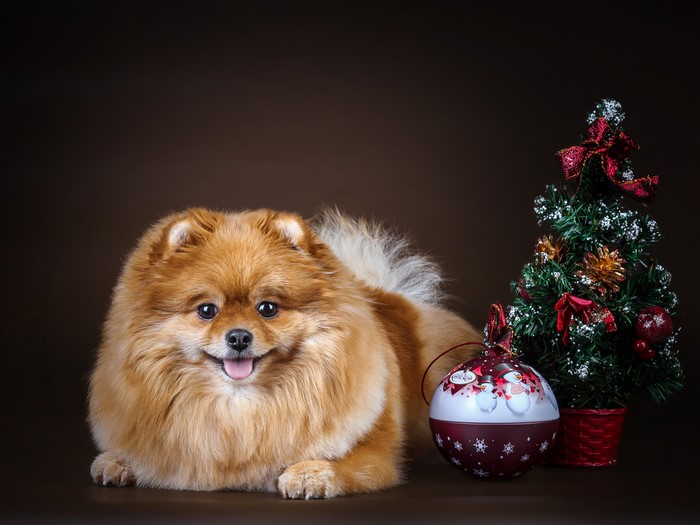 Pomeranian dog with Christmas tree and ornament
