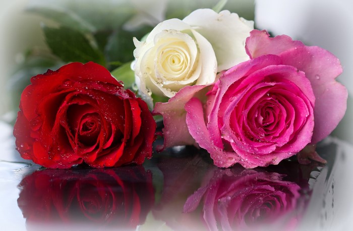 Three Roses with Water Droplets