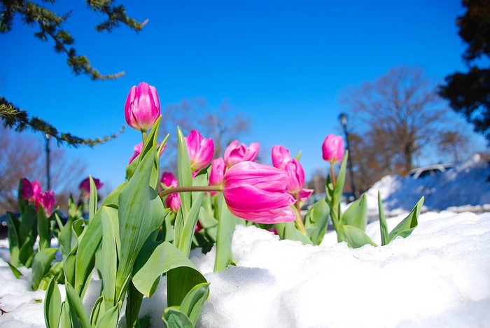 Pink tulips emerging from snow under a blue sky