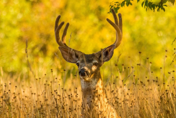 Deer with velvet antlers in tall grass