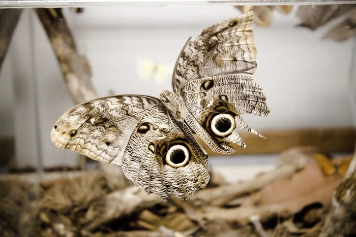 Close-up of a Caligo butterfly with eye spots