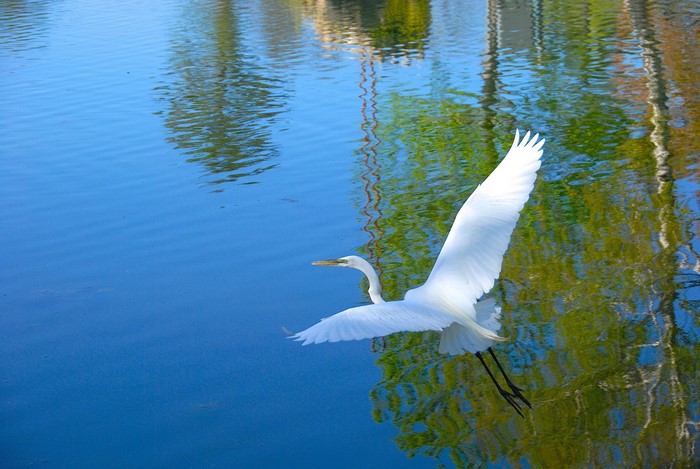 Great Egret in flight over water