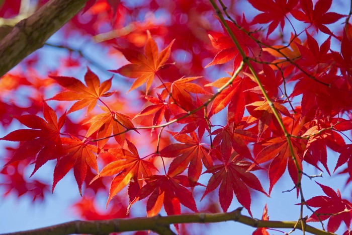 Red Maple Leaves in Autumn