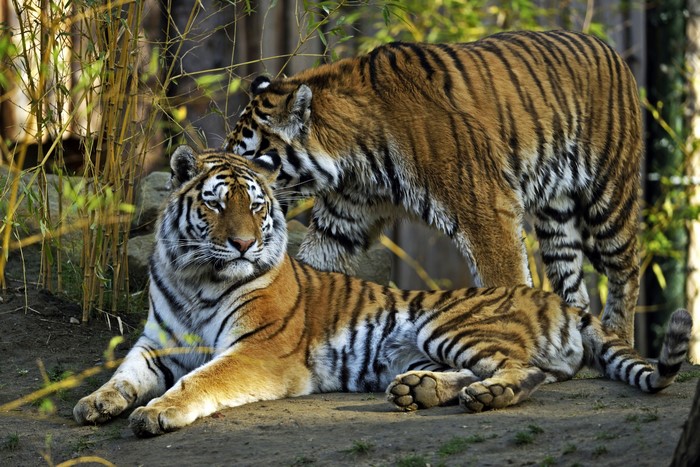 Two tigers in a natural habitat