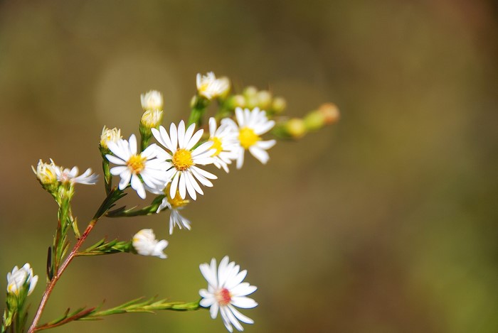 White wildflowers with yellow centers on a stem