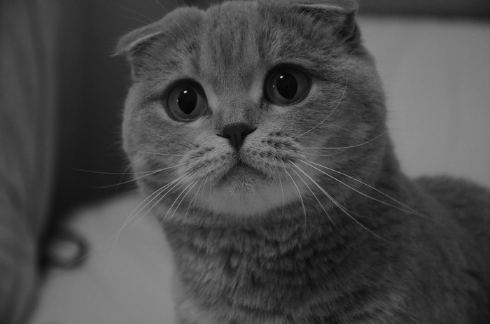 Scottish Fold Cat with Big Eyes