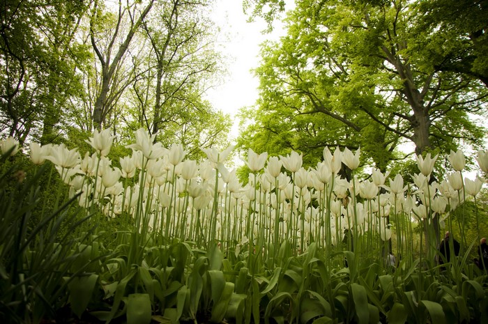 White Tulips in Keukenhof Gardens, Netherlands