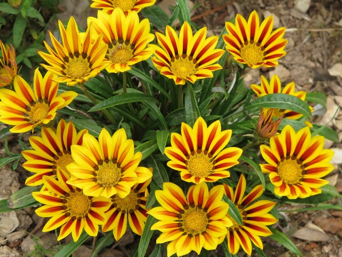 Gazania flowers with yellow and red stripes