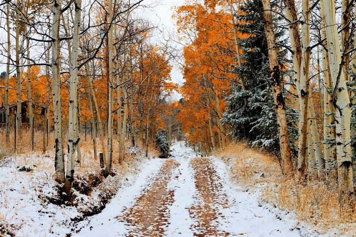 Dirt road through an autumn forest with early snow