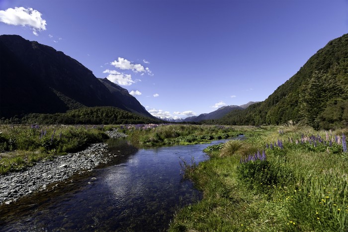 Stream flowing through a valley with mountains and lupins in Fiordland, New Zealand